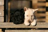 SCOTTISH TERRIER 173